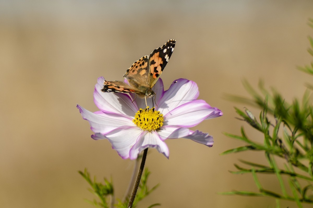 波斯菊（D7000）