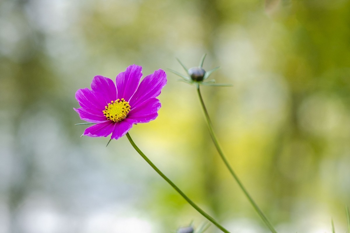 波斯菊（D7000）