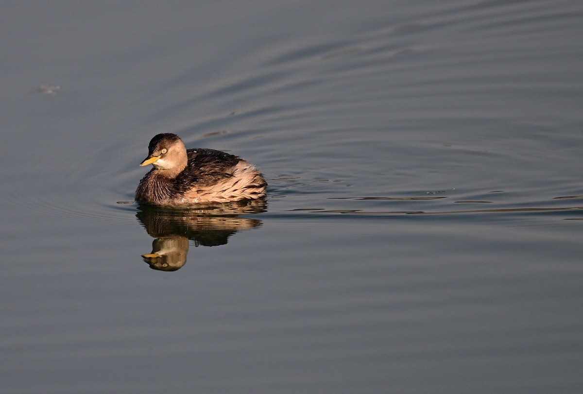 2024年新年发第一帖piti