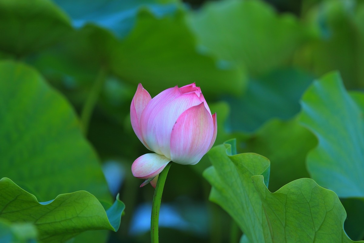 拍摄花卉一（345）