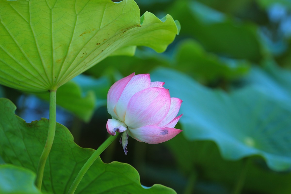 拍摄花卉一（345）