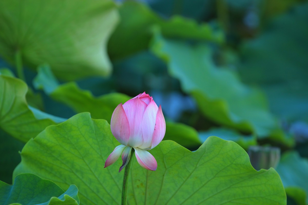 拍摄花卉一（345）