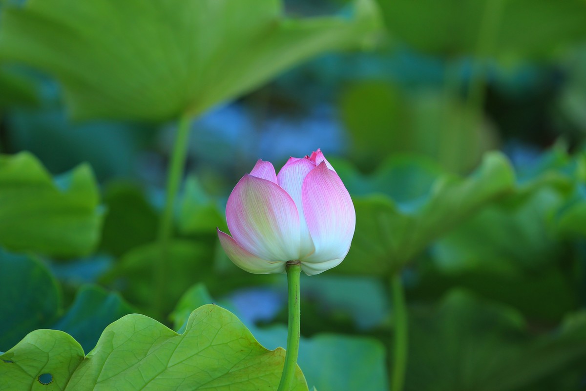 拍摄花卉一（345）