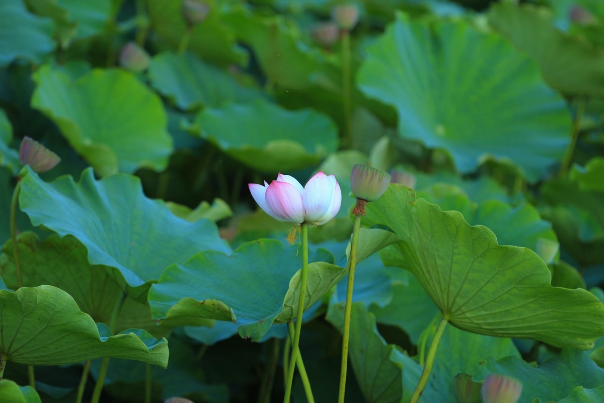 拍摄花卉一（345）