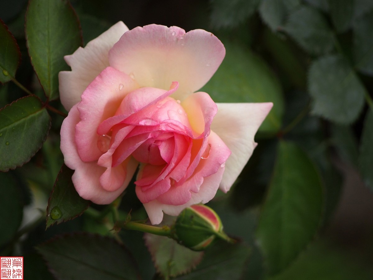 2024开放之欧月（3）