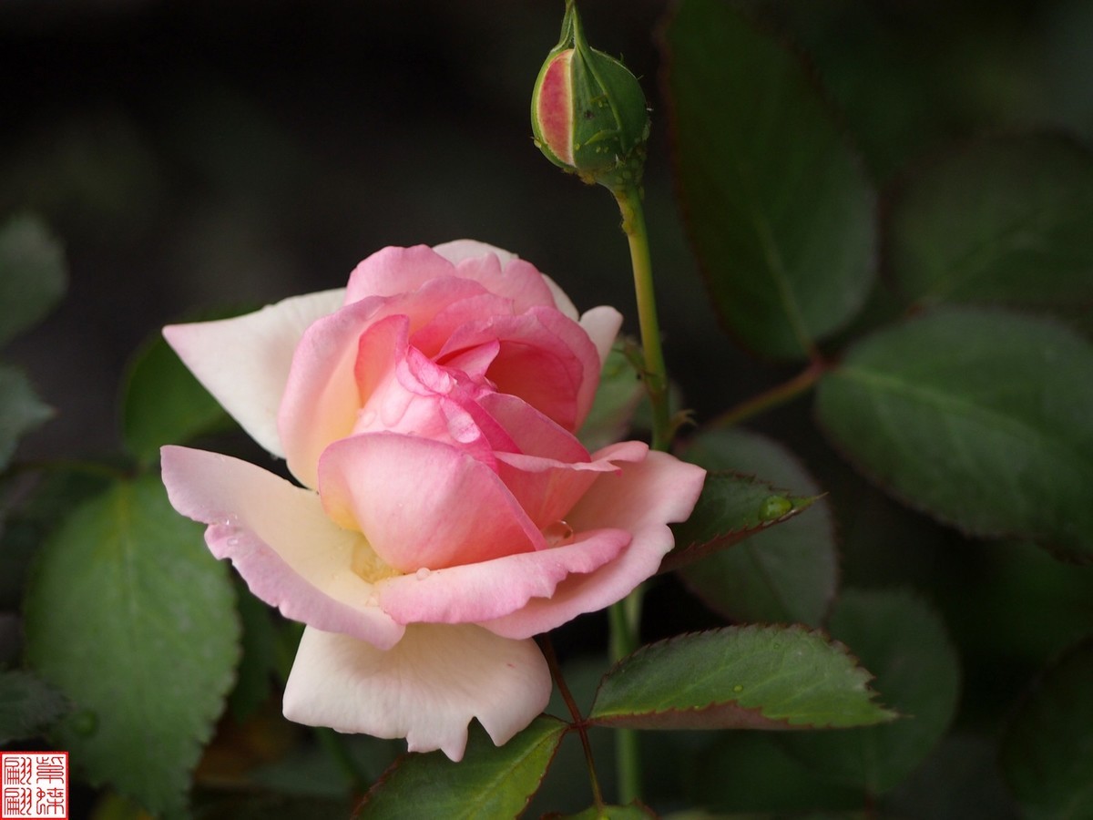 2024开放之欧月（3）