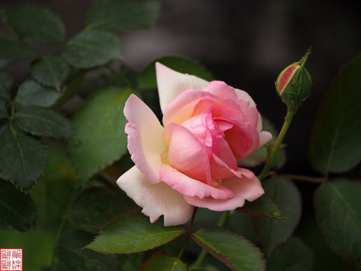 2024开放之欧月（3）