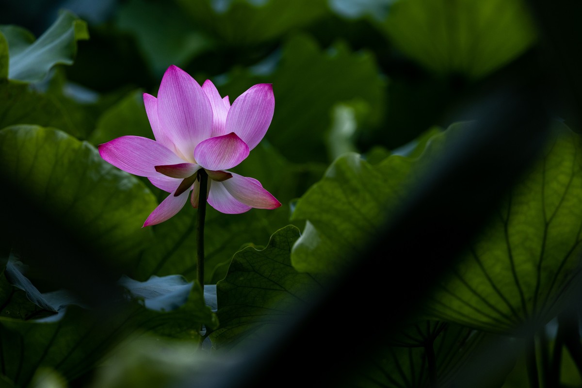 花枝招展（205）