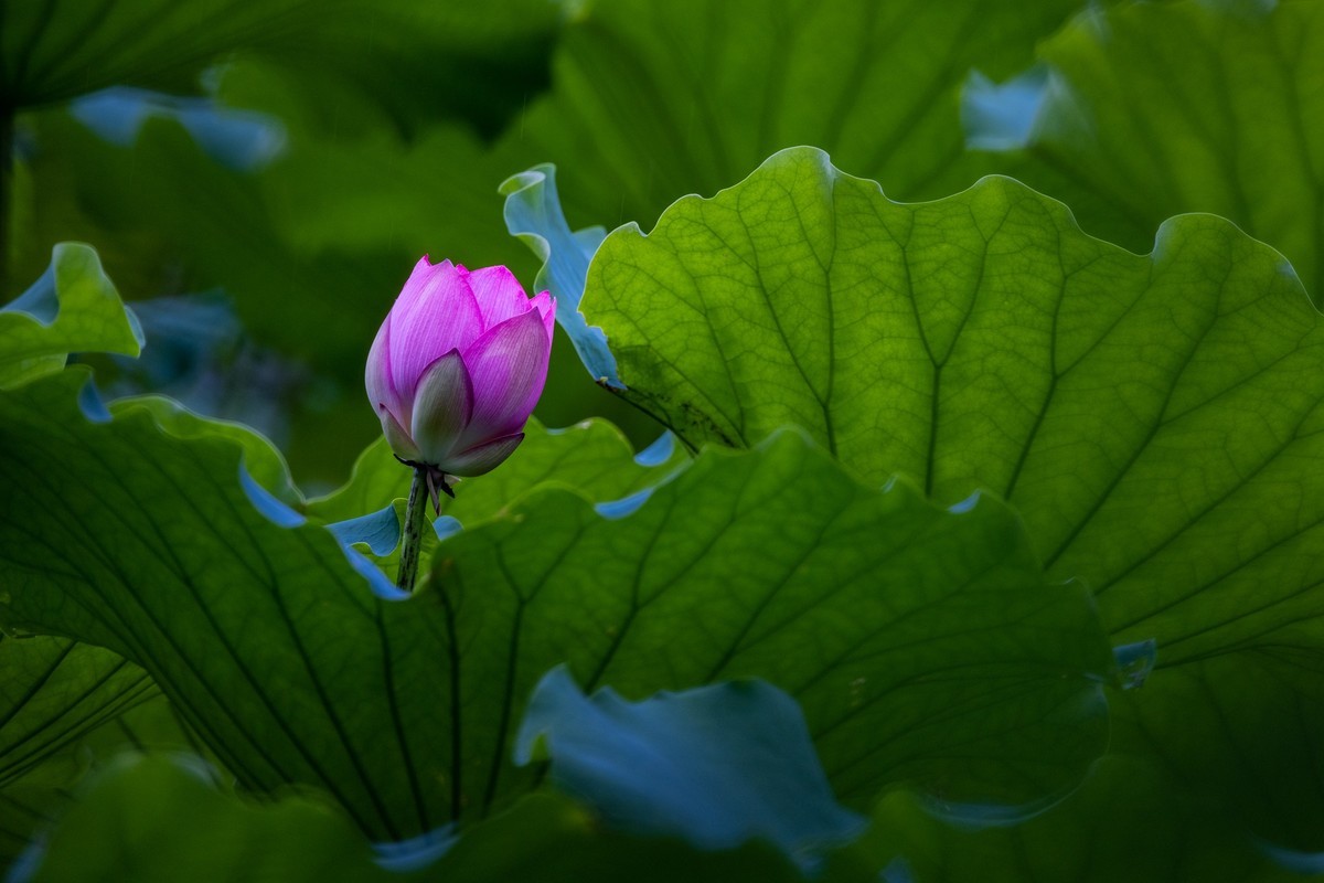 花枝招展（205）