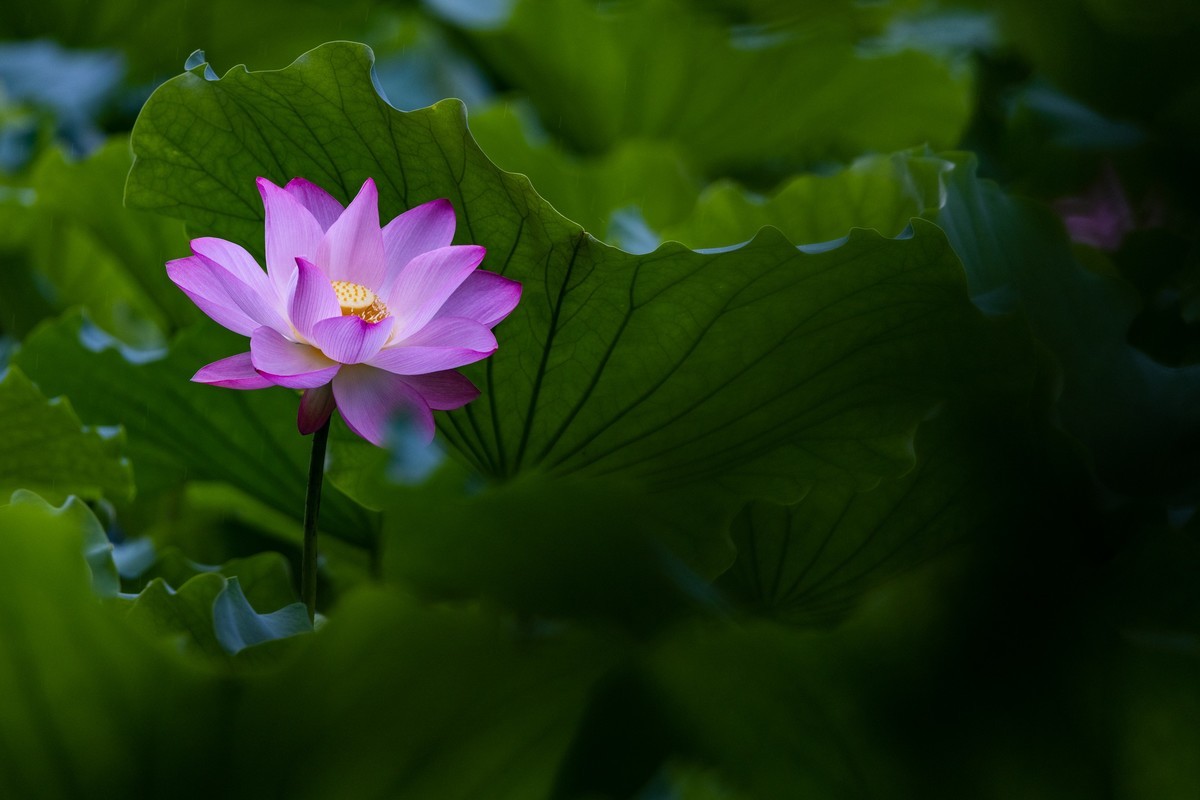 花枝招展（205）