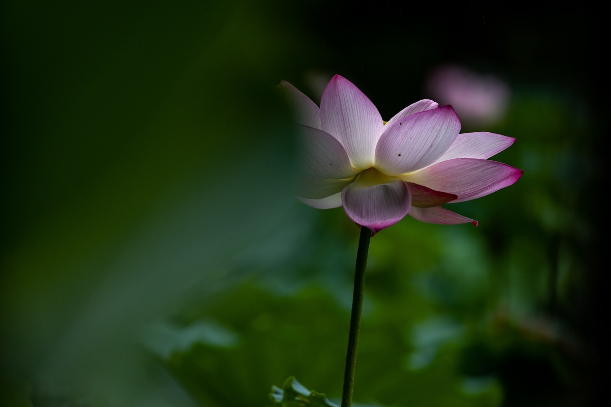 花枝招展（205）