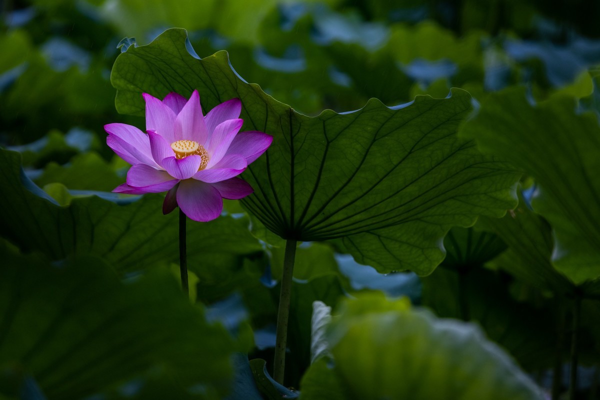 花枝招展（205）