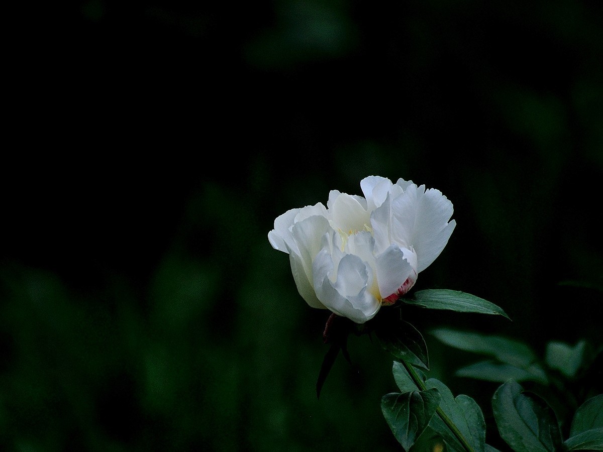 【视觉光影】 芍      药    （1）