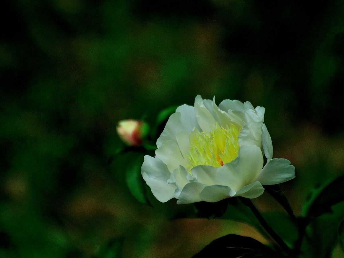 【视觉光影】 芍      药    （1）