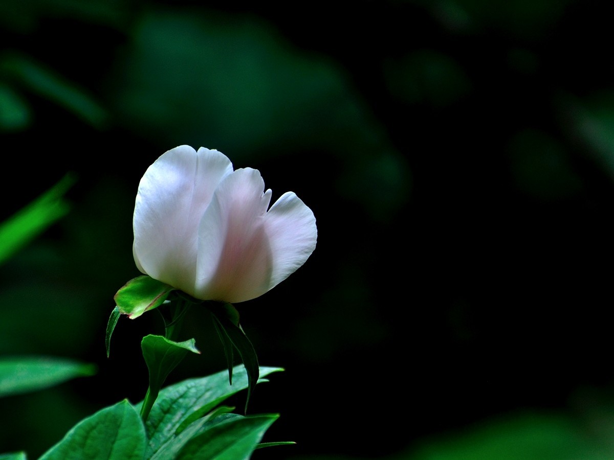 【视觉光影】 芍      药    （1）