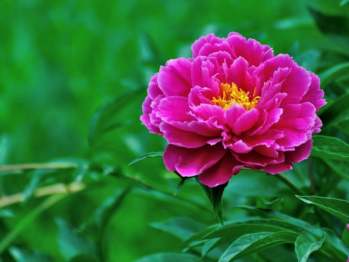 【视觉光影】 芍      药    （1）