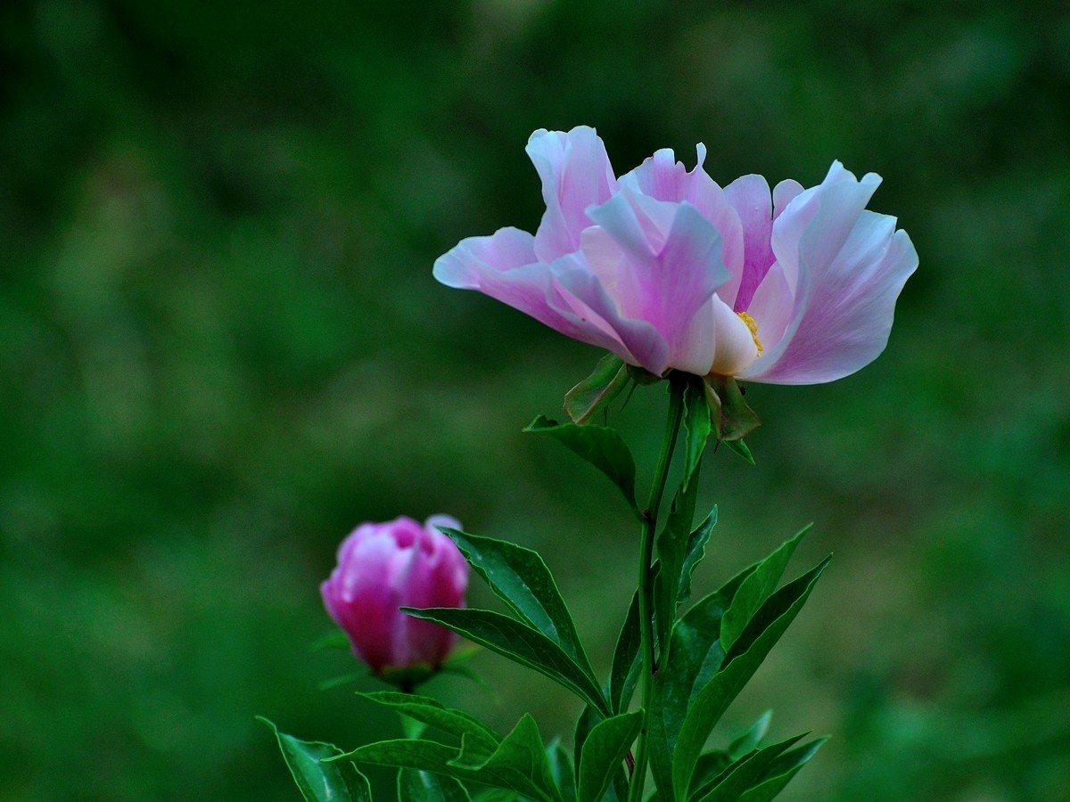 【视觉光影】 芍      药    （1）