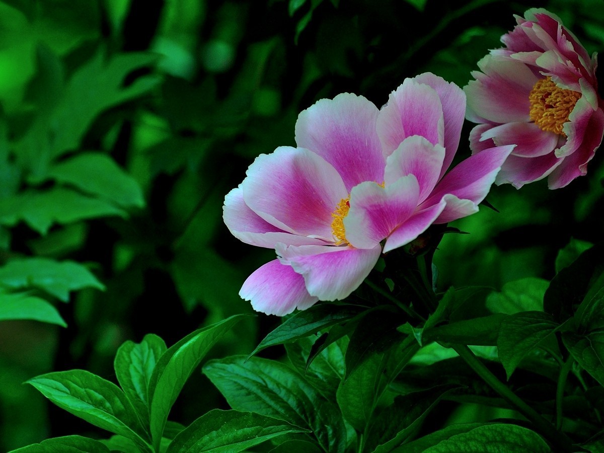 【视觉光影】 芍      药    （1）