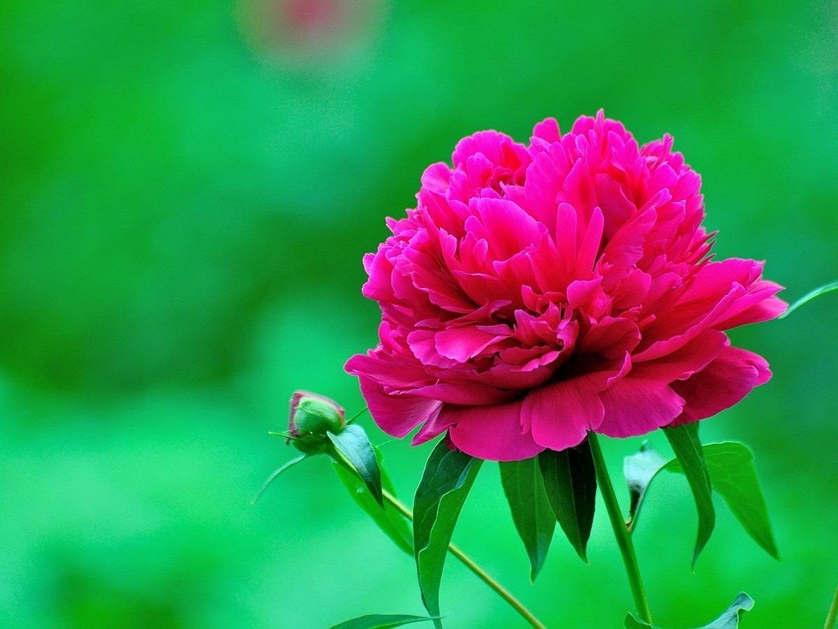 【视觉光影】 芍      药    （1）