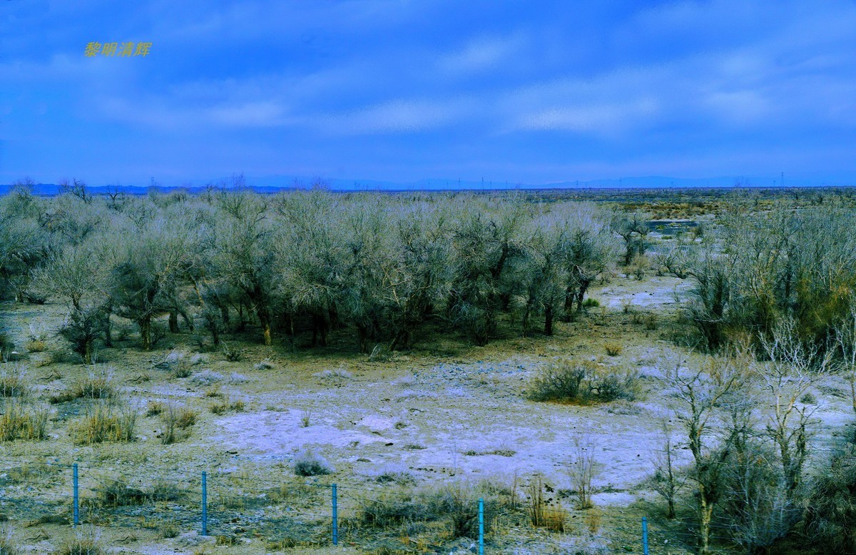 早春北疆之旅（103）：路遇胡杨林—2