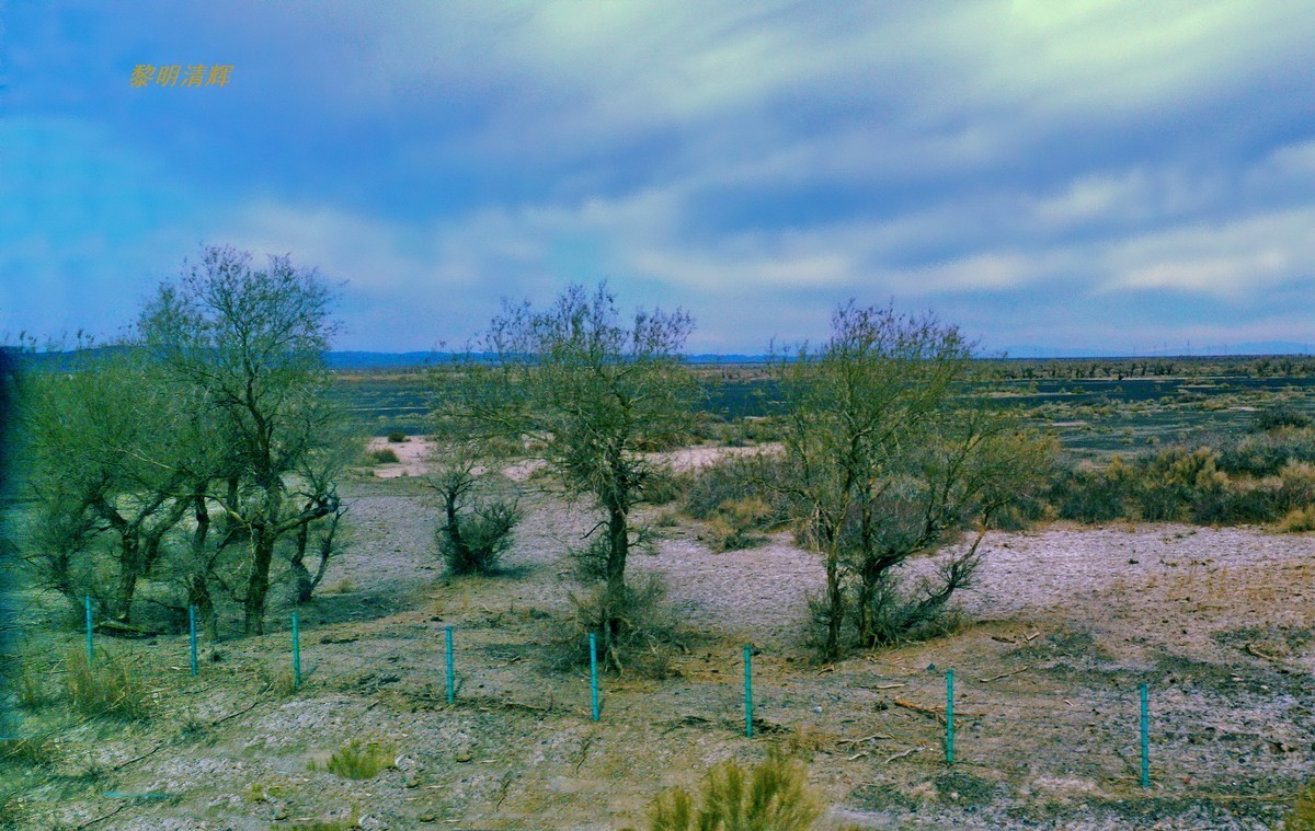 早春北疆之旅（103）：路遇胡杨林—2