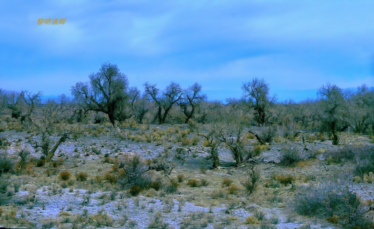 早春北疆之旅（103）：路遇胡杨林—2