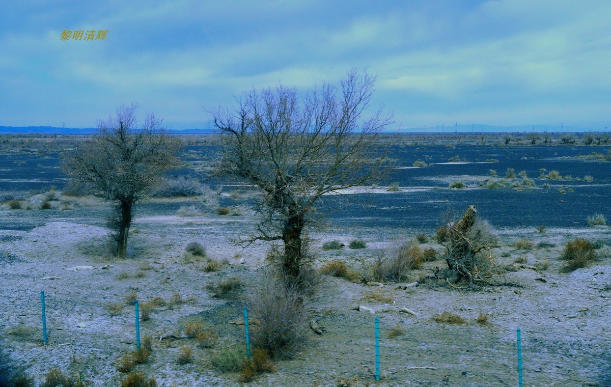 早春北疆之旅（103）：路遇胡杨林—2