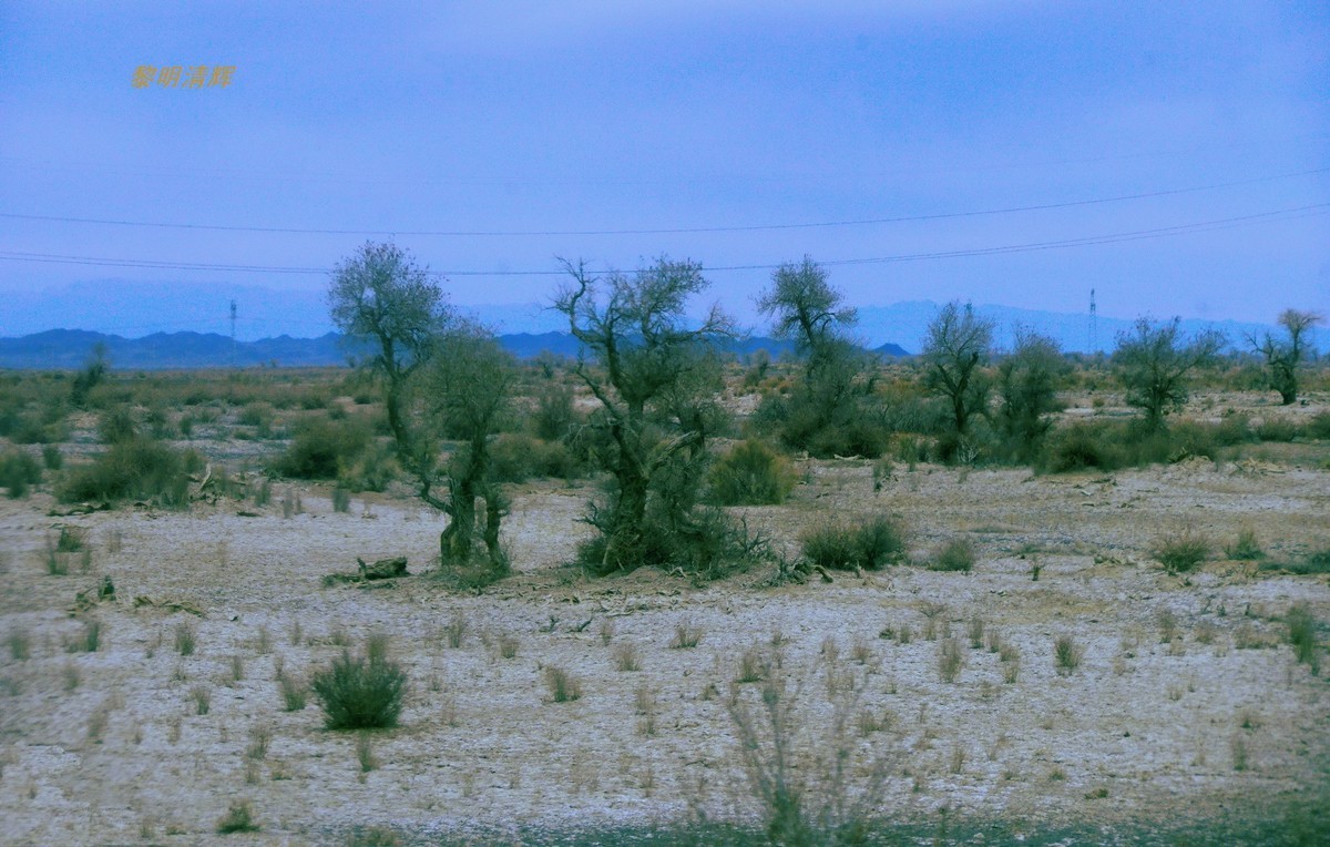 早春北疆之旅（103）：路遇胡杨林—2