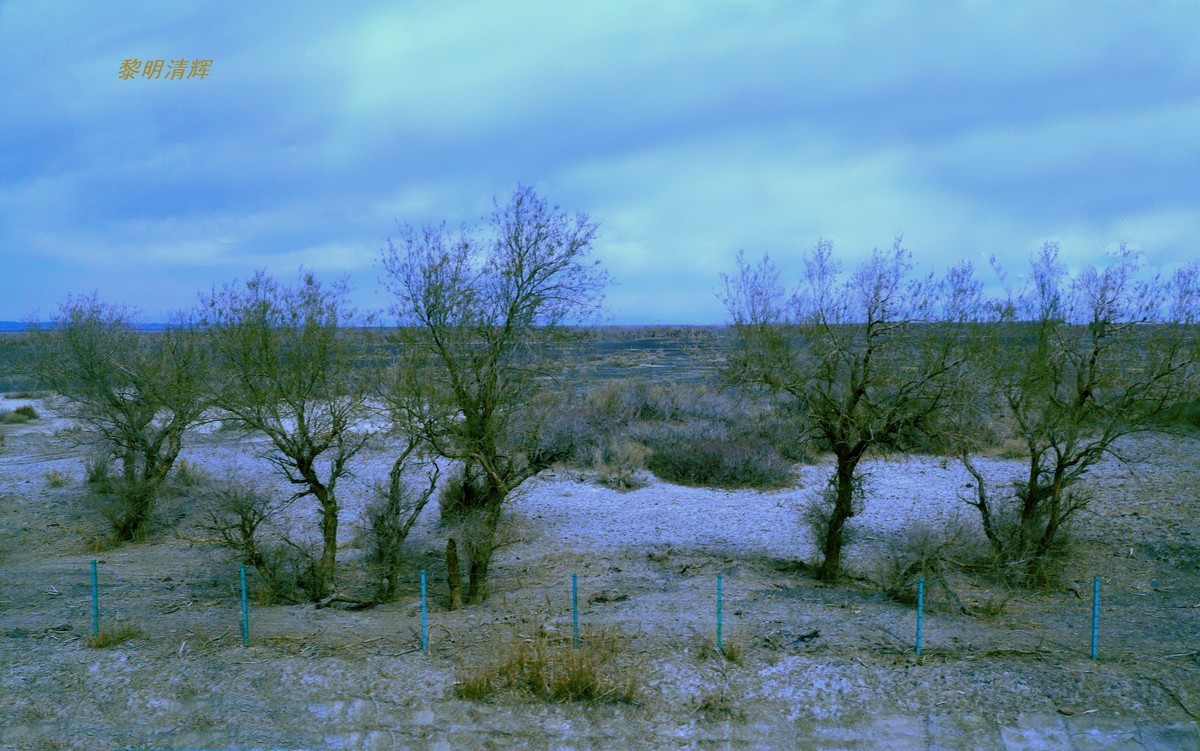 早春北疆之旅（103）：路遇胡杨林—2