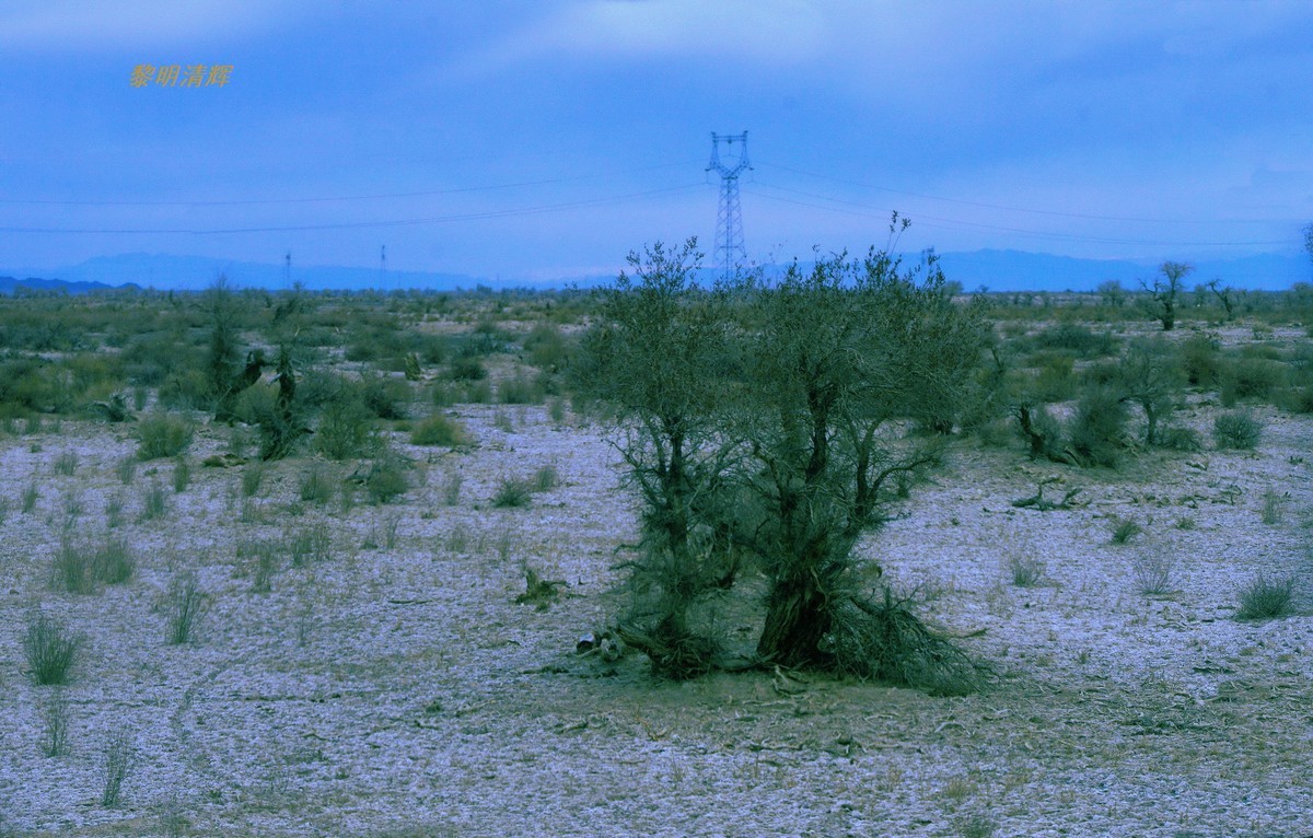 早春北疆之旅（103）：路遇胡杨林—2