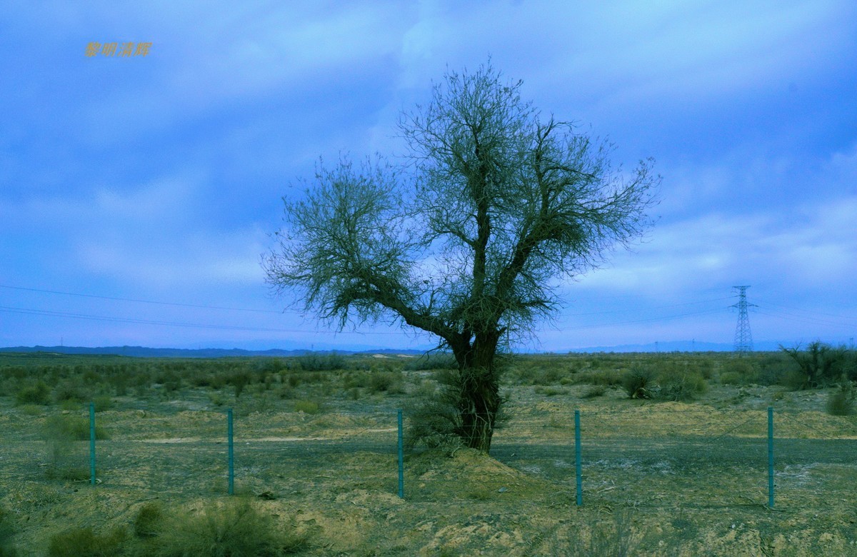 早春北疆之旅（103）：路遇胡杨林—2