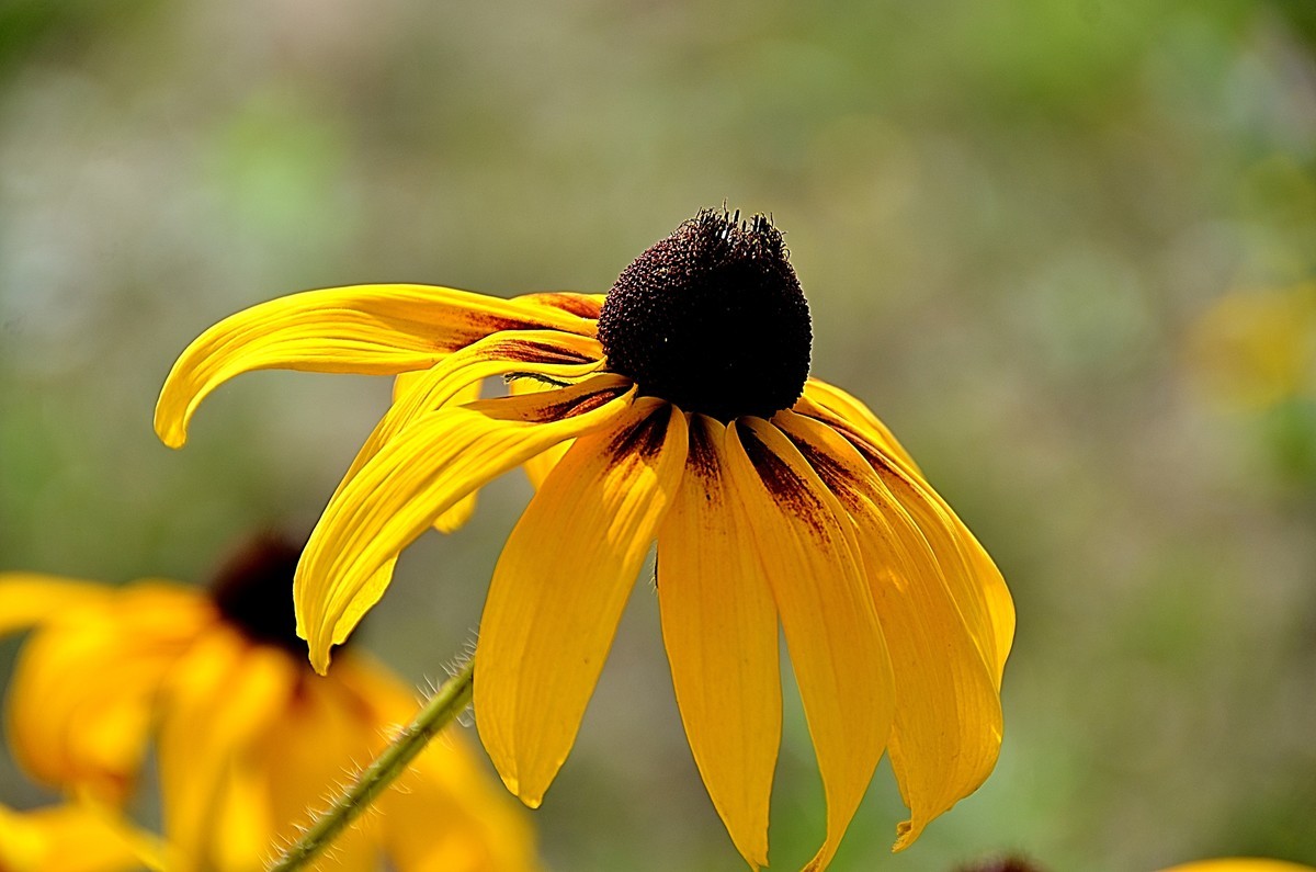 2024黑心菊（6）