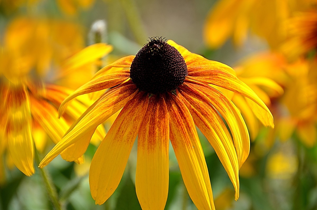 2024黑心菊（6）