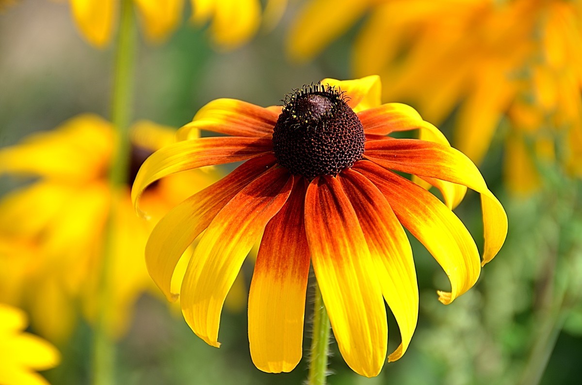 2024黑心菊（6）