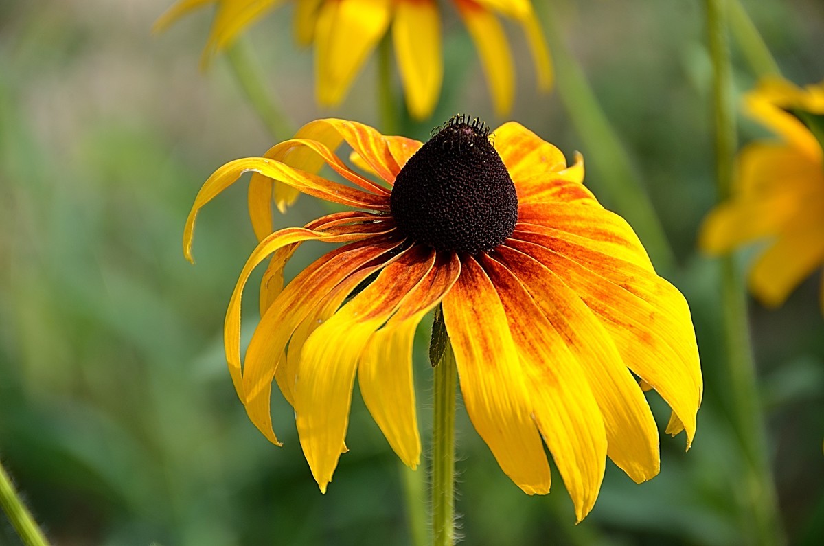 2024黑心菊（6）