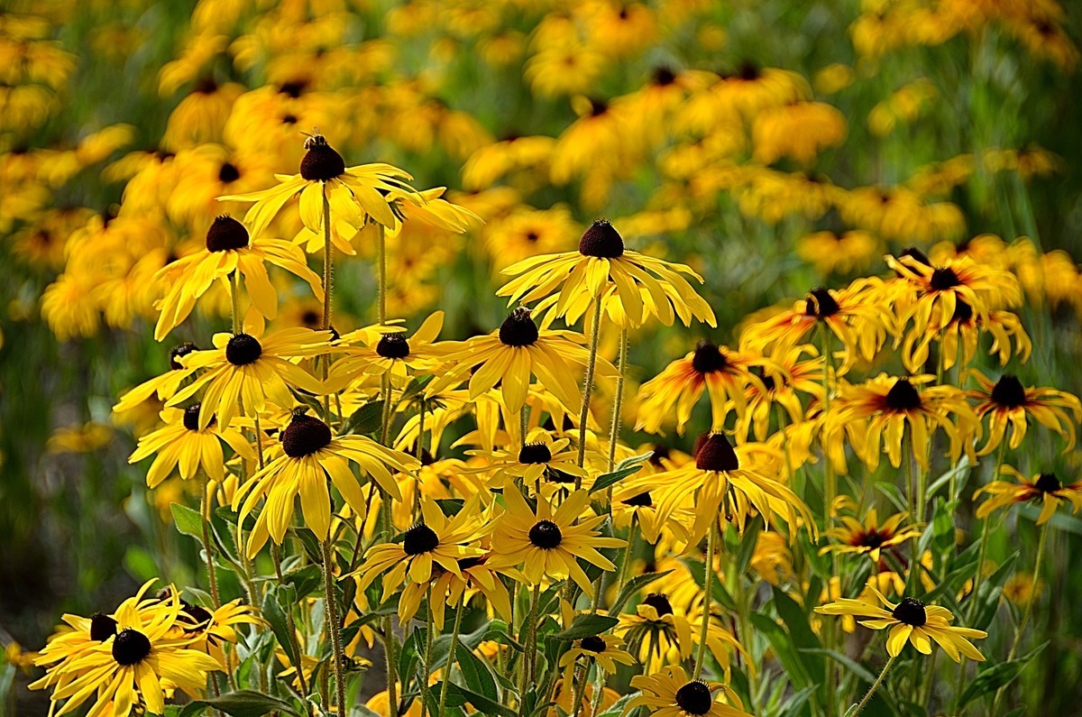 2024黑心菊（6）