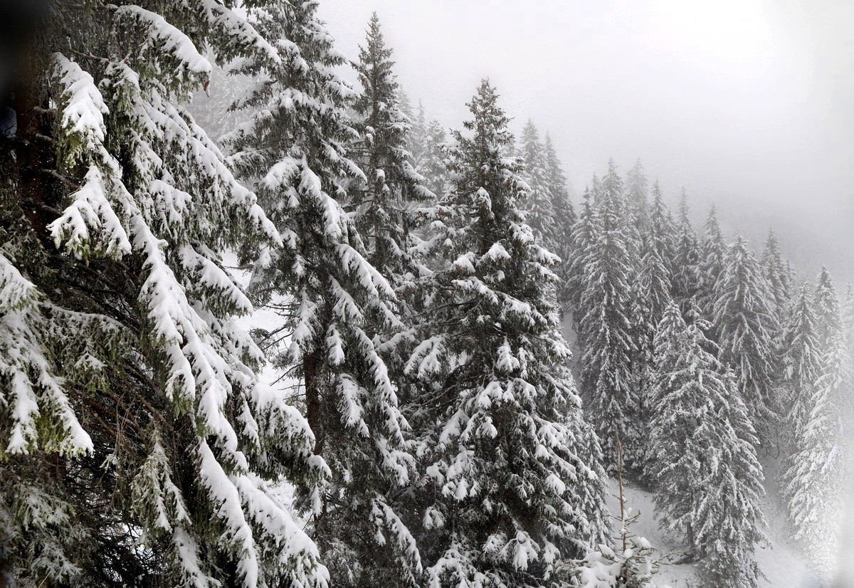 阿尔卑斯山脚下的风光