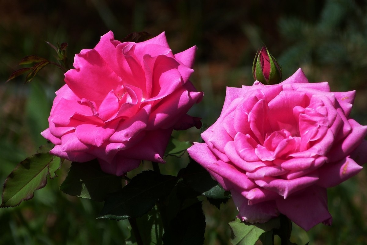 老卡片机仍然很不错的