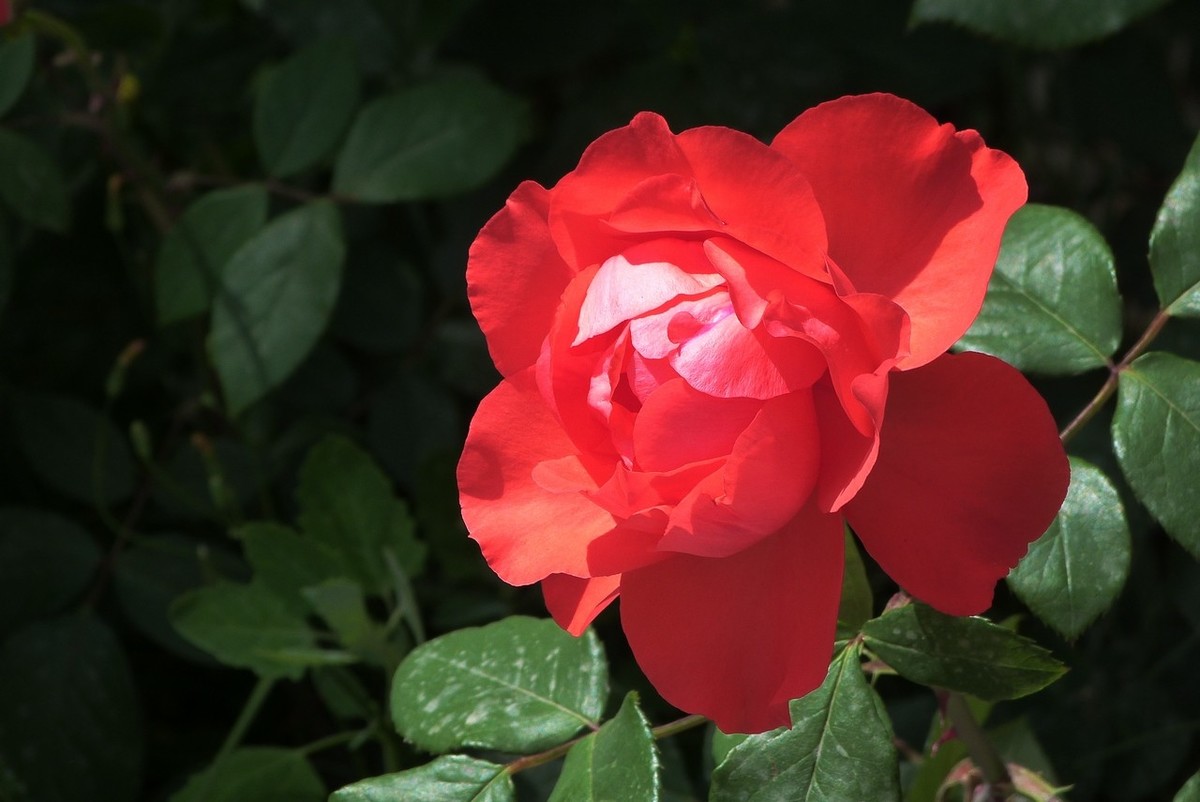 老卡片机仍然很不错的