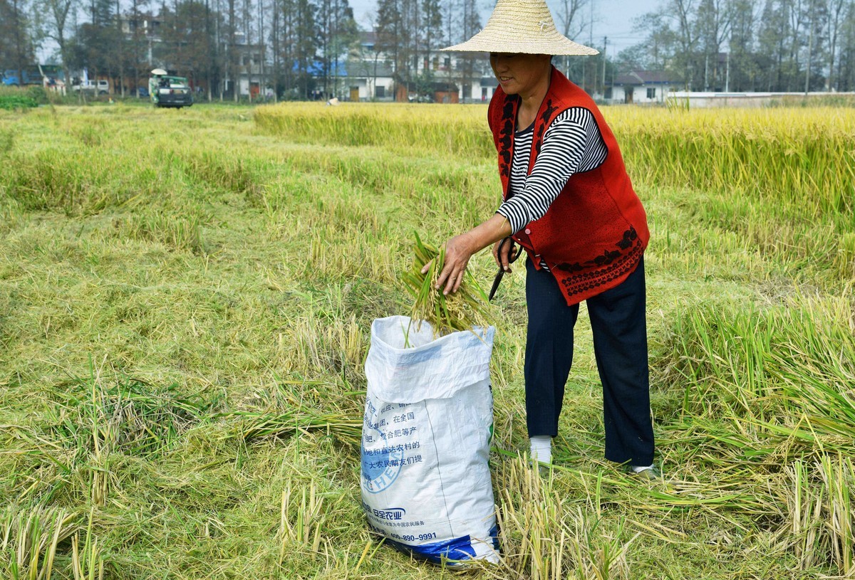 勤俭农民/拾稻穗