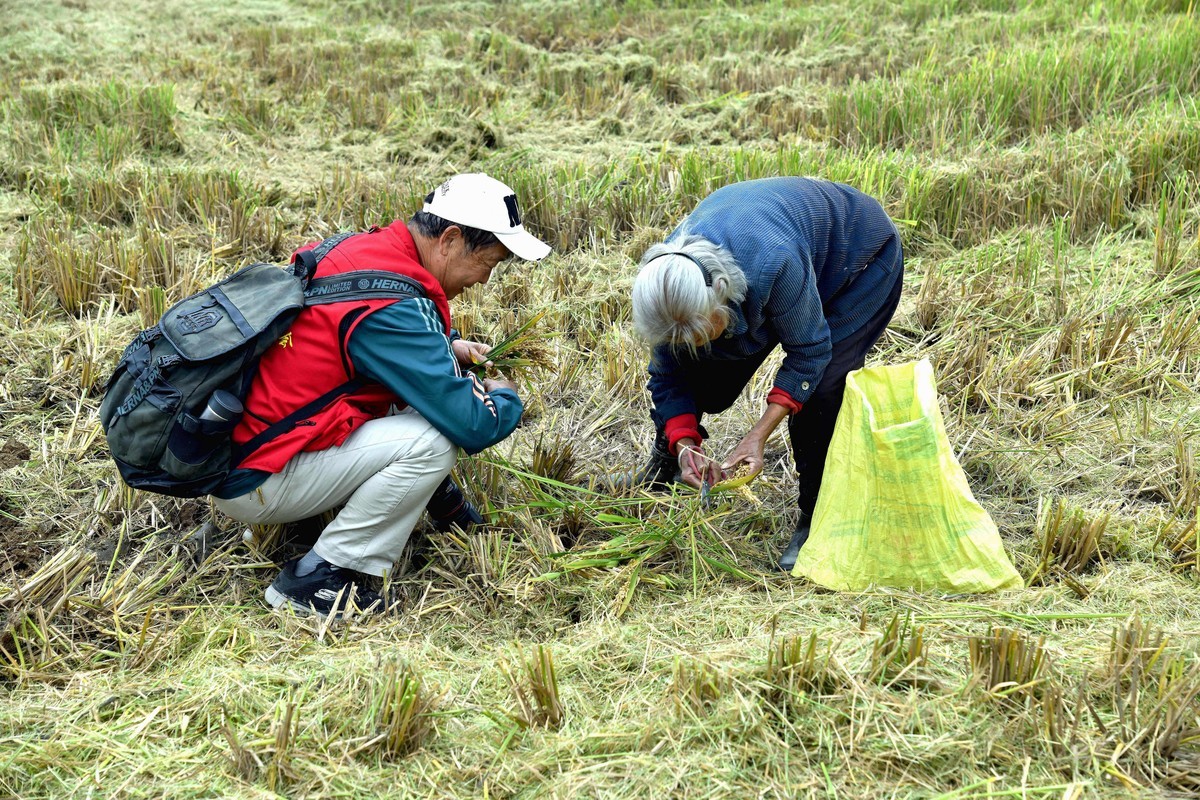 勤俭农民/拾稻穗