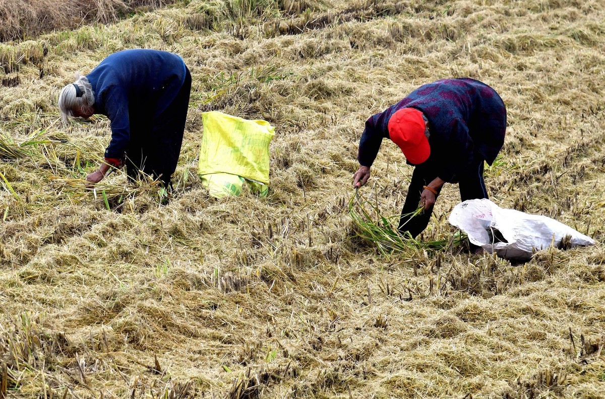 勤俭农民/拾稻穗