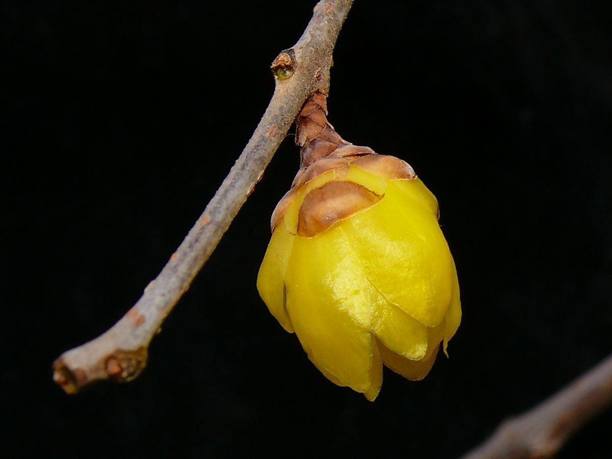 用老旧DC相机拍蜡梅花微距