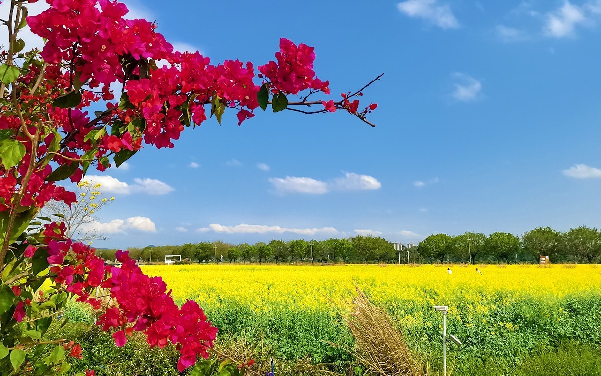 24077 ─ 乡村随拍[13]