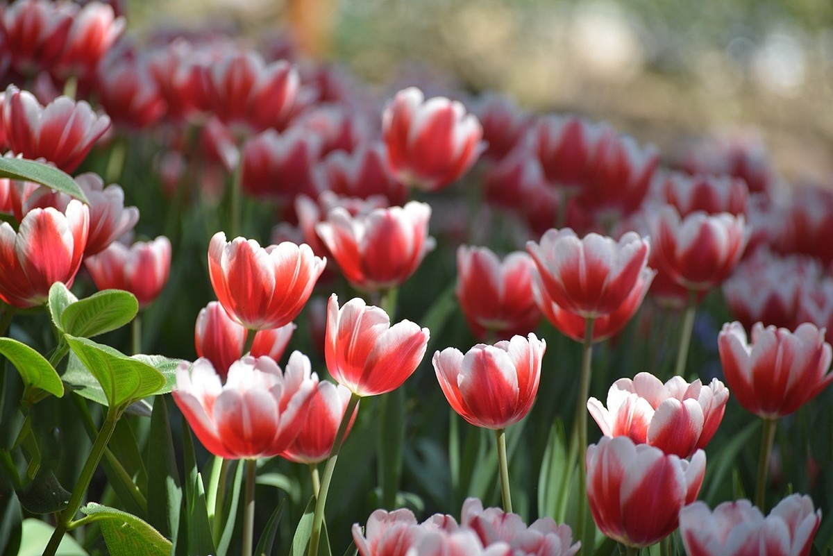 七彩云台  听见花开