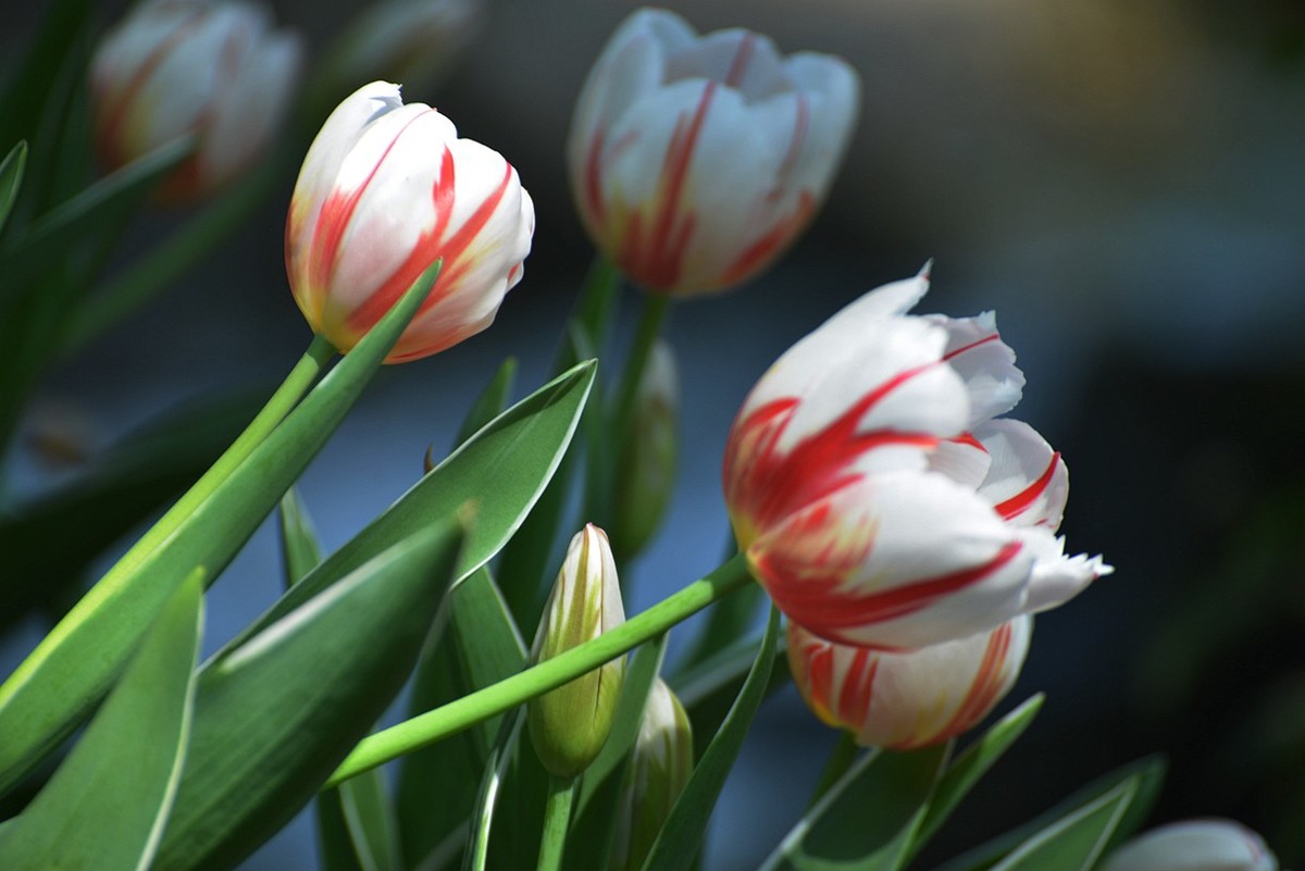 七彩云台  听见花开