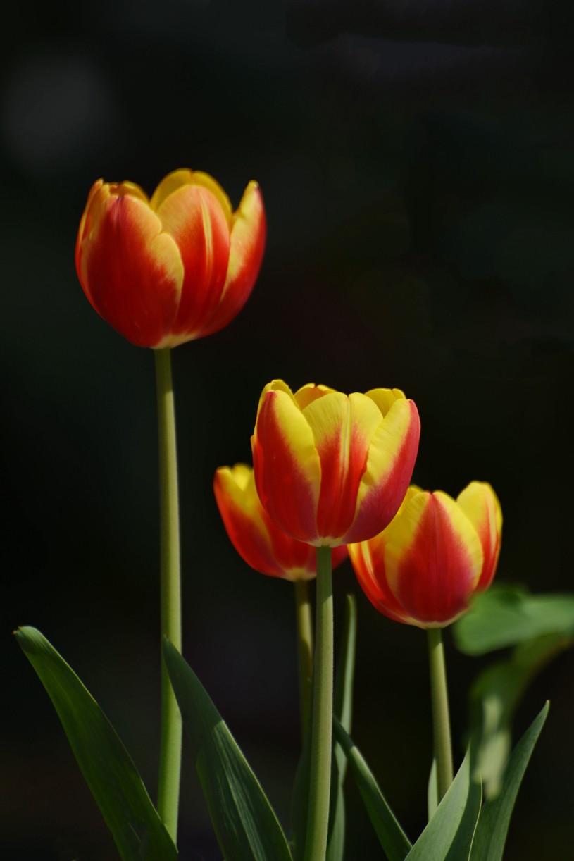 七彩云台  听见花开