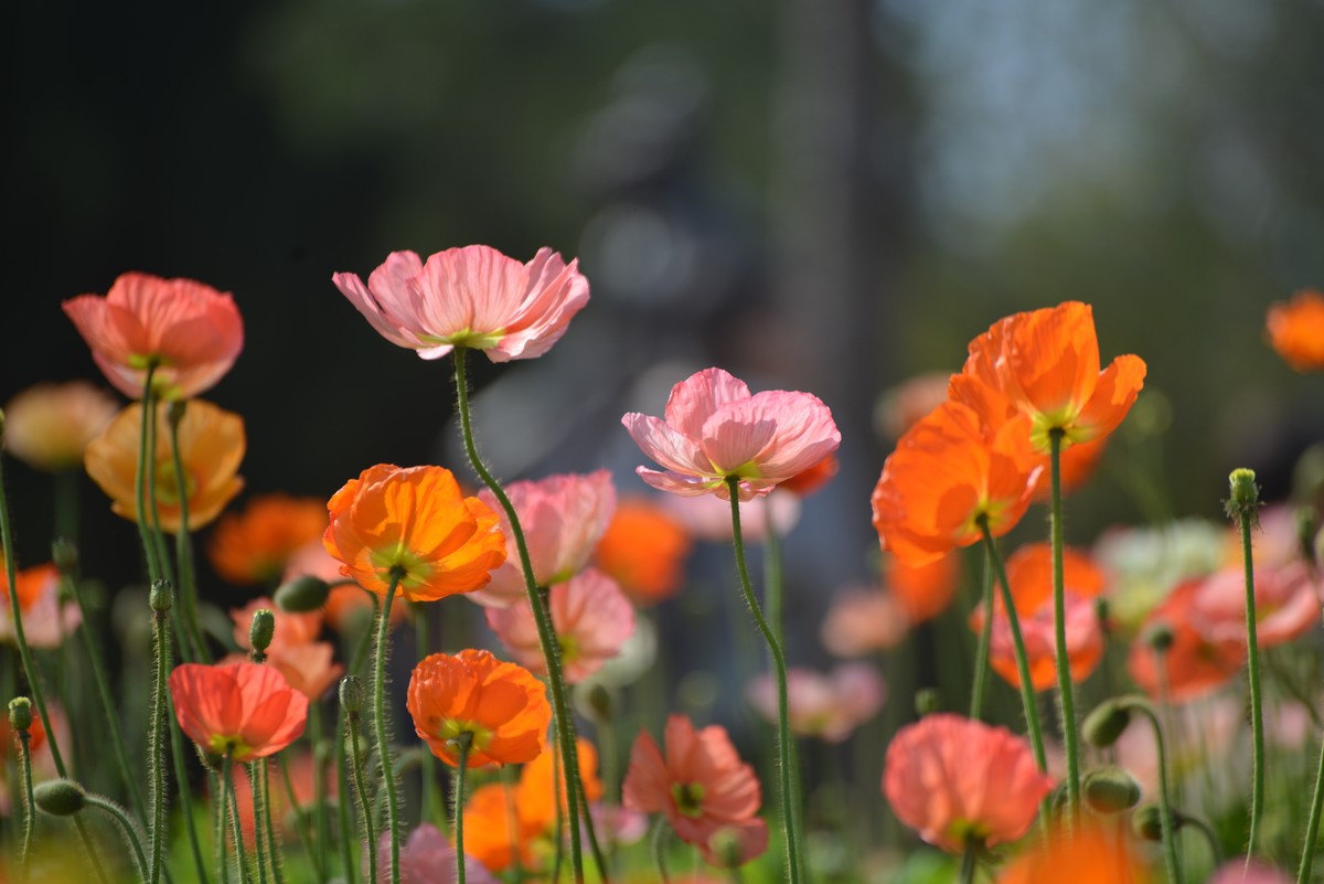 七彩云台  听见花开
