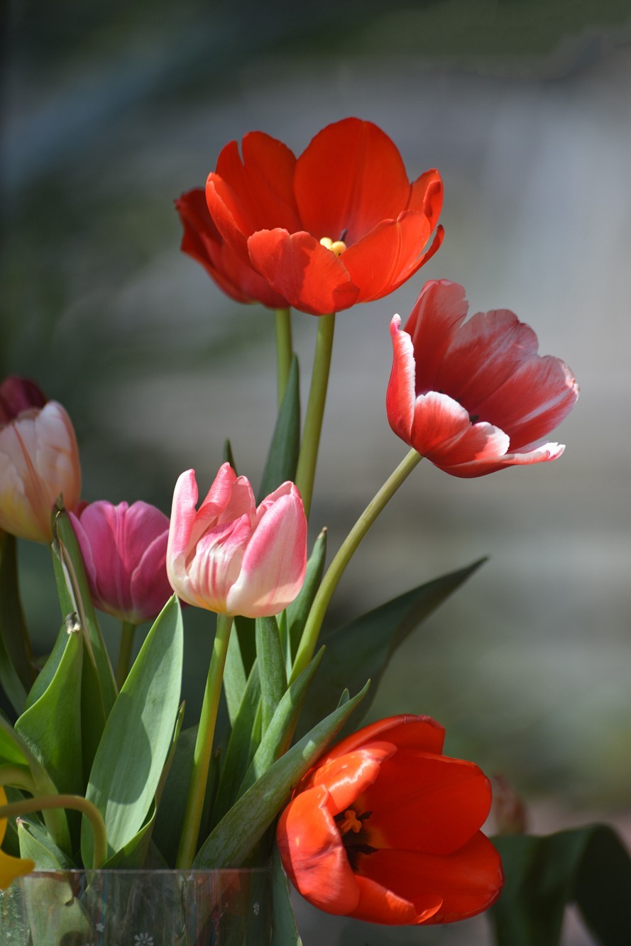 七彩云台  听见花开