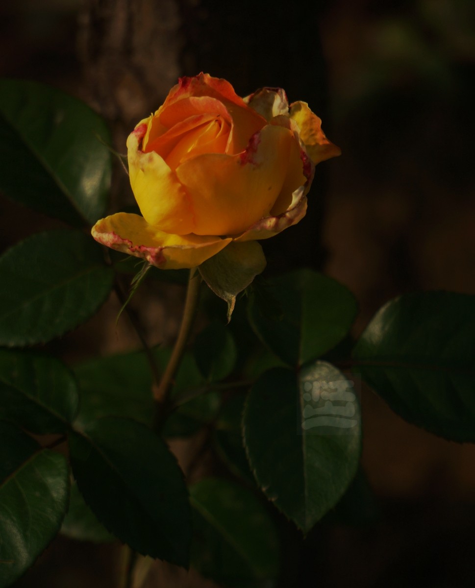 千姿百态*和平公园月季园——武汉随笔